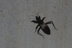 Microtomus luctuosus