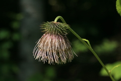 Cirsium kamtschaticum