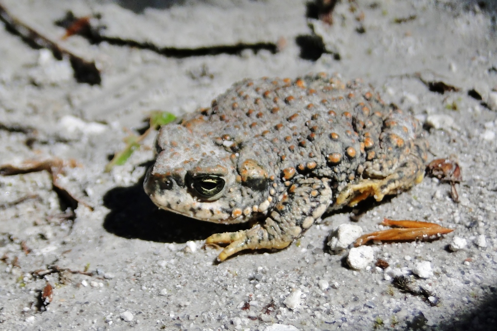 Red-Spotted Toad