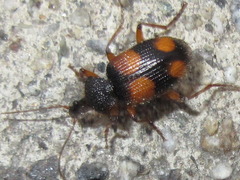 Tinoderus singularis