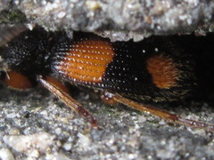 Tinoderus singularis
