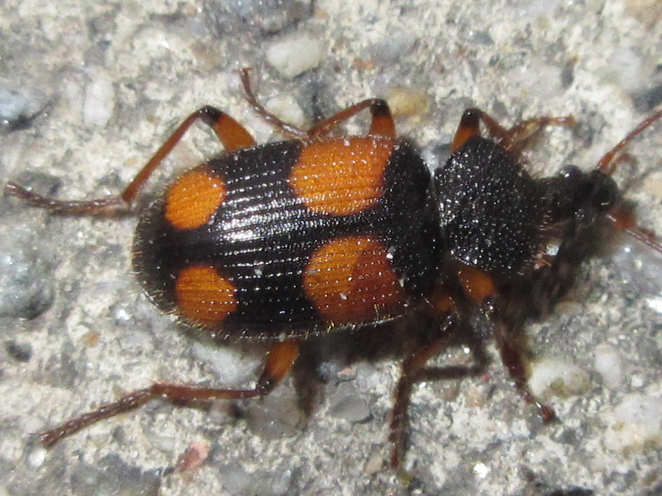 Tinoderus