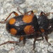 Tinoderus singularis - Photo (c) onidiras-iNaturalist, μερικά δικαιώματα διατηρούνται (CC BY-NC), uploaded by onidiras-iNaturalist