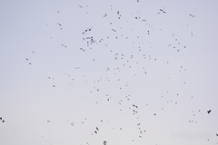 Rhynchopsitta terrisi