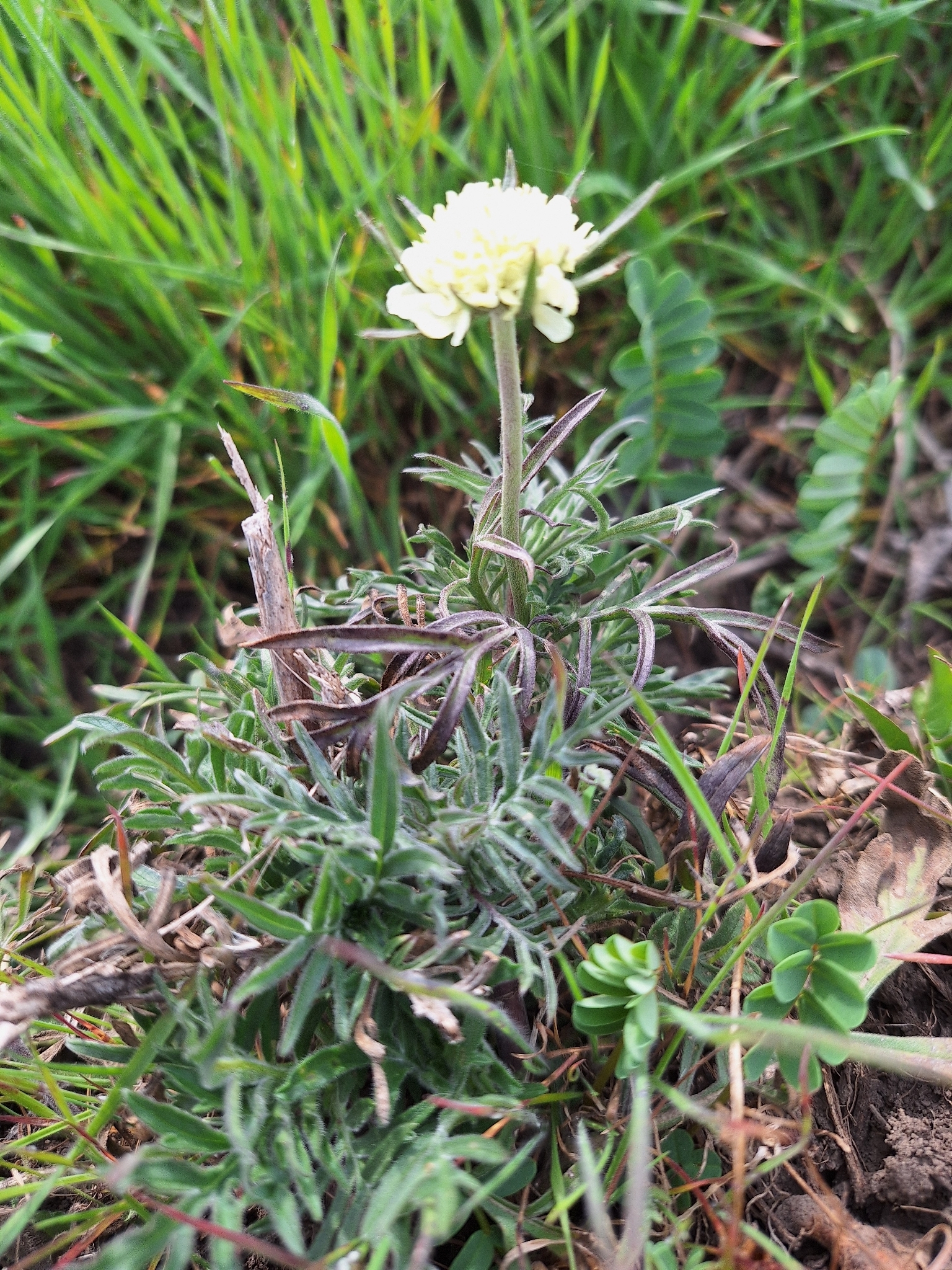 Beispielbild: Gelbe Skabiose (Scabiosa ochroleuca)