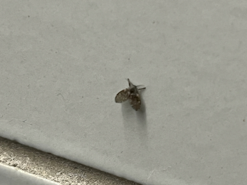 Unknown species found near Vistor Center Dr, Williamsburg, VA, US