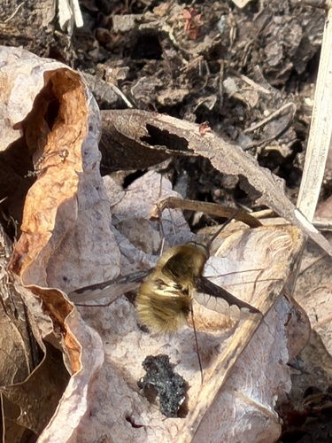 Unknown species found near North Carolina, US