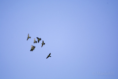 Rhynchopsitta terrisi