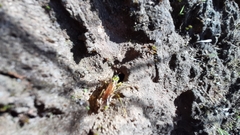 Poecilopompilus mixtus