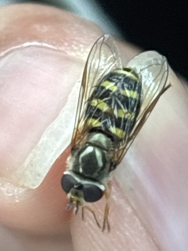 Unknown species found near Catholic Charities St Vincent's School For Boys, San Rafael, CA, US