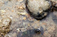Alpheus novaezealandiae