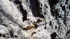 Poecilopompilus mixtus