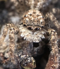 Platycryptus arizonensis