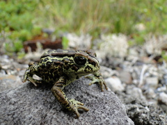 Eden Harbour Toad photo 5