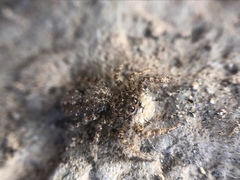 Platycryptus arizonensis