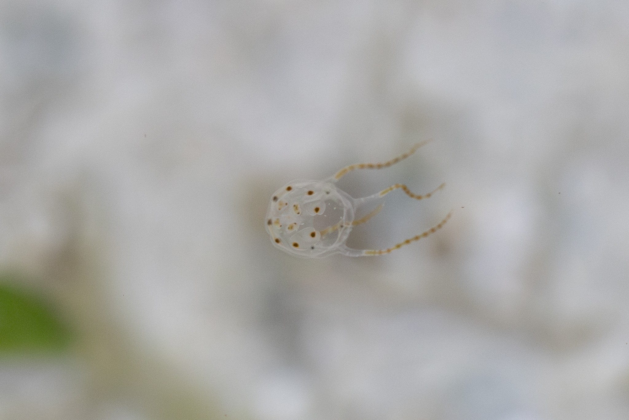 Copula sivickisi (Stiasny, 1926)