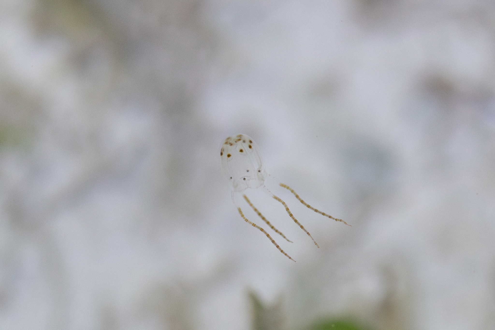 Copula sivickisi (Stiasny, 1926)