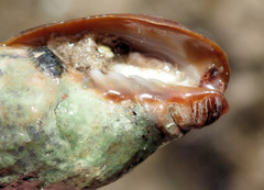 Isara glabra