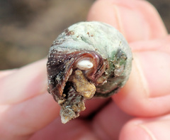 Isara glabra