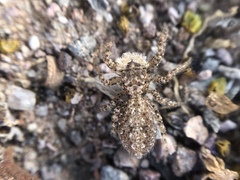 Platycryptus arizonensis