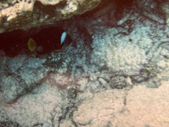 Chaetodontoplus meredithi