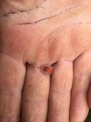 Coelostomidia