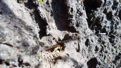 Poecilopompilus mixtus