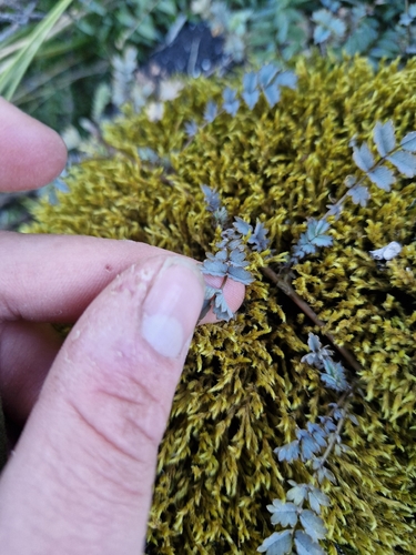 Acaena saccaticupula, photograph 4