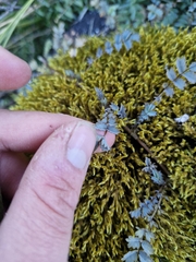 Acaena saccaticupula, photograph (c) Irisa Hudson, some rights reserved (CC BY)
