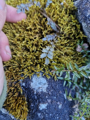 Acaena saccaticupula, photograph 6