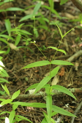 Stellaria fenzlii