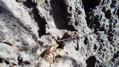 Poecilopompilus mixtus