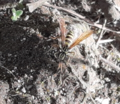 Poecilopompilus mixtus