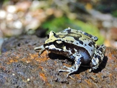 Chiloe Island Ground Frog photo 2