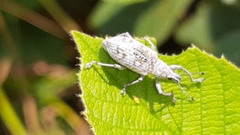 Decasticha subocellata