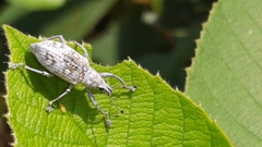 Decasticha subocellata