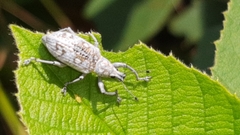 Decasticha subocellata