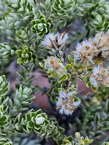 Brachyglottis cassinioides, photograph 5