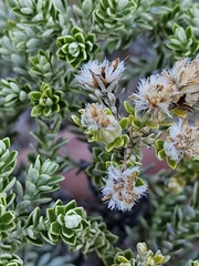 Brachyglottis cassinioides, photograph (c) Irisa Hudson, some rights reserved (CC BY)