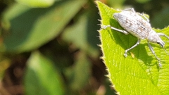 Decasticha subocellata