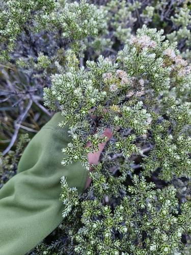 Brachyglottis cassinioides, photograph 6