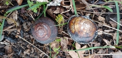 Monadenia infumata callidina
