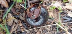 Monadenia infumata callidina