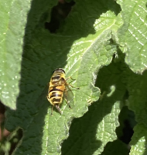 Unknown species found near Melrose Ave, San Francisco, CA, US