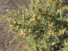 Xanthium catharticum