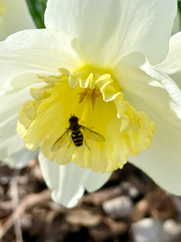 Unknown species found near Bannock County, US-ID, US