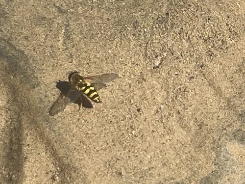 Unknown species found near Buttonwillow, CA, US