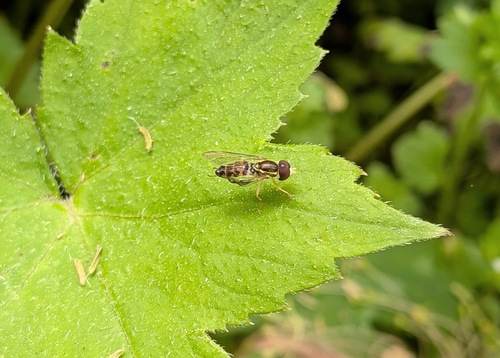 Unknown species found near Blount County, AL, USA