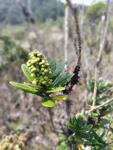 Oreopanax mutisianus, photograph 4