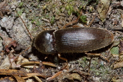 Ochosternus zealandicus